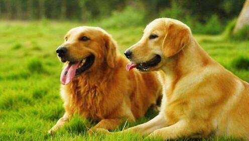 日常怎么护理金毛犬的眼睛