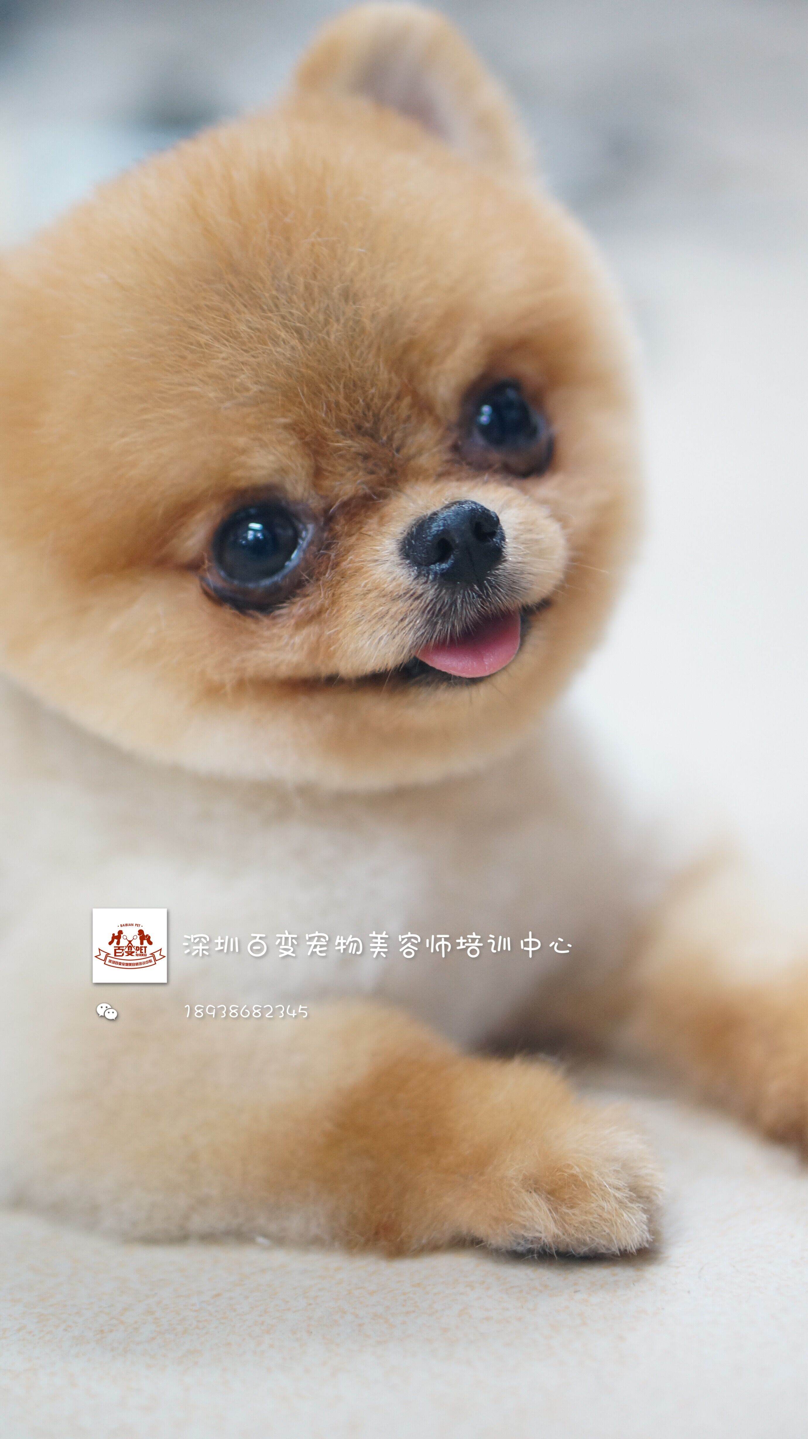 学宠物美容多少钱