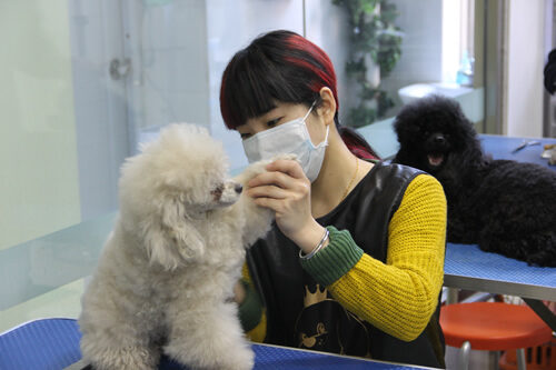 宠物美容师培训学校