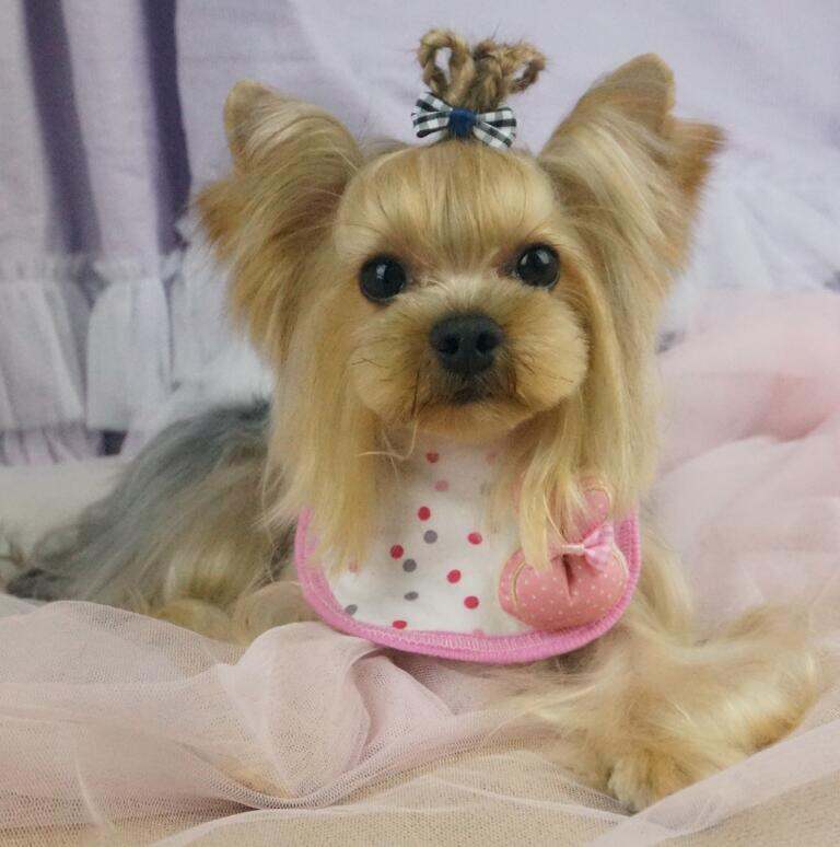 宠物美容师如何提高美容技巧