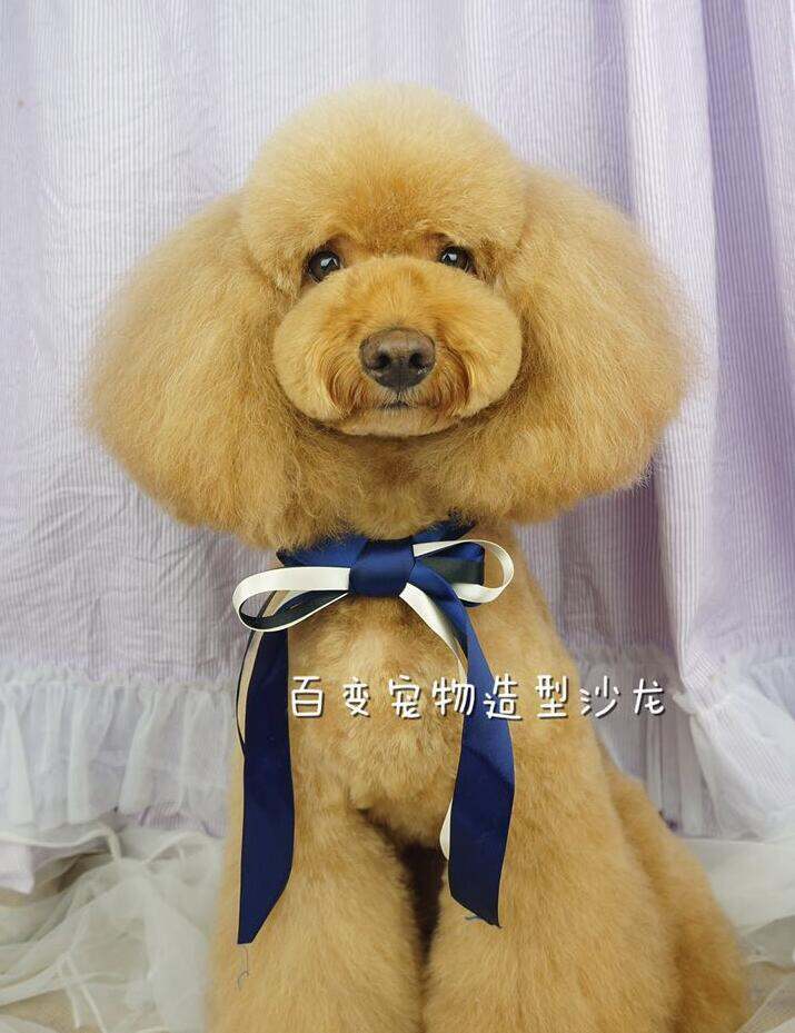 宠物美容