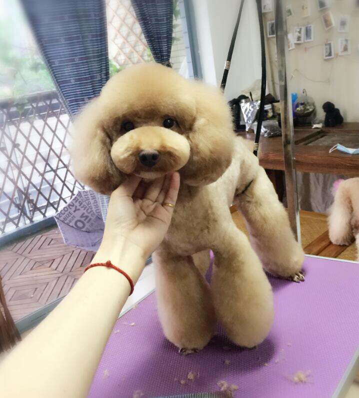 宠物美容