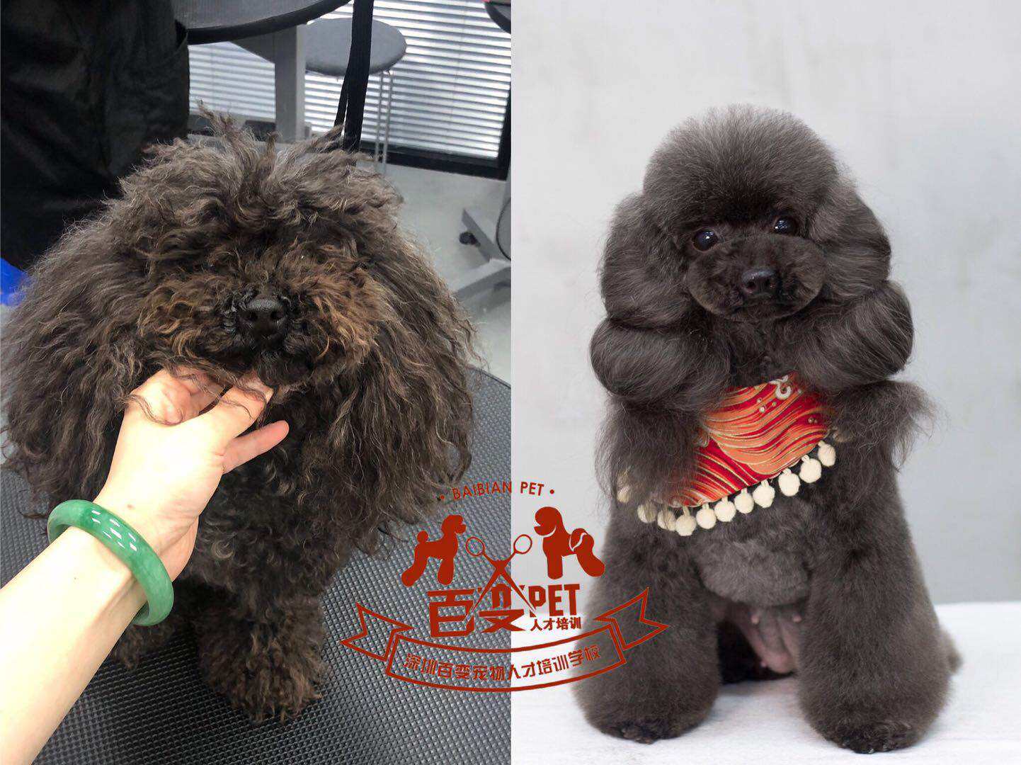 贵宾萌系造型