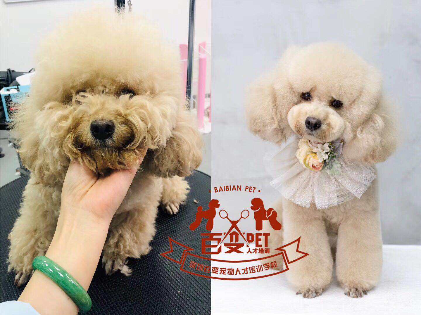 贵宾犬美容作品