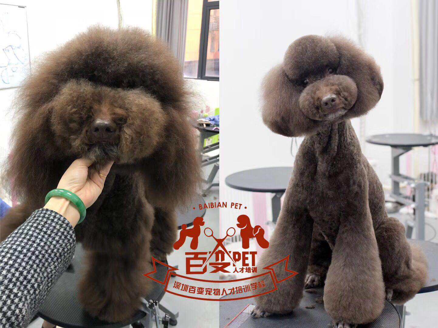 巨贵犬美容前后对比