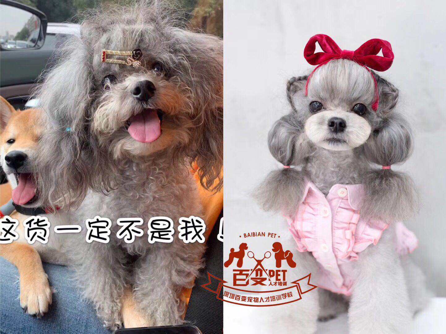 贵宾萌系造型