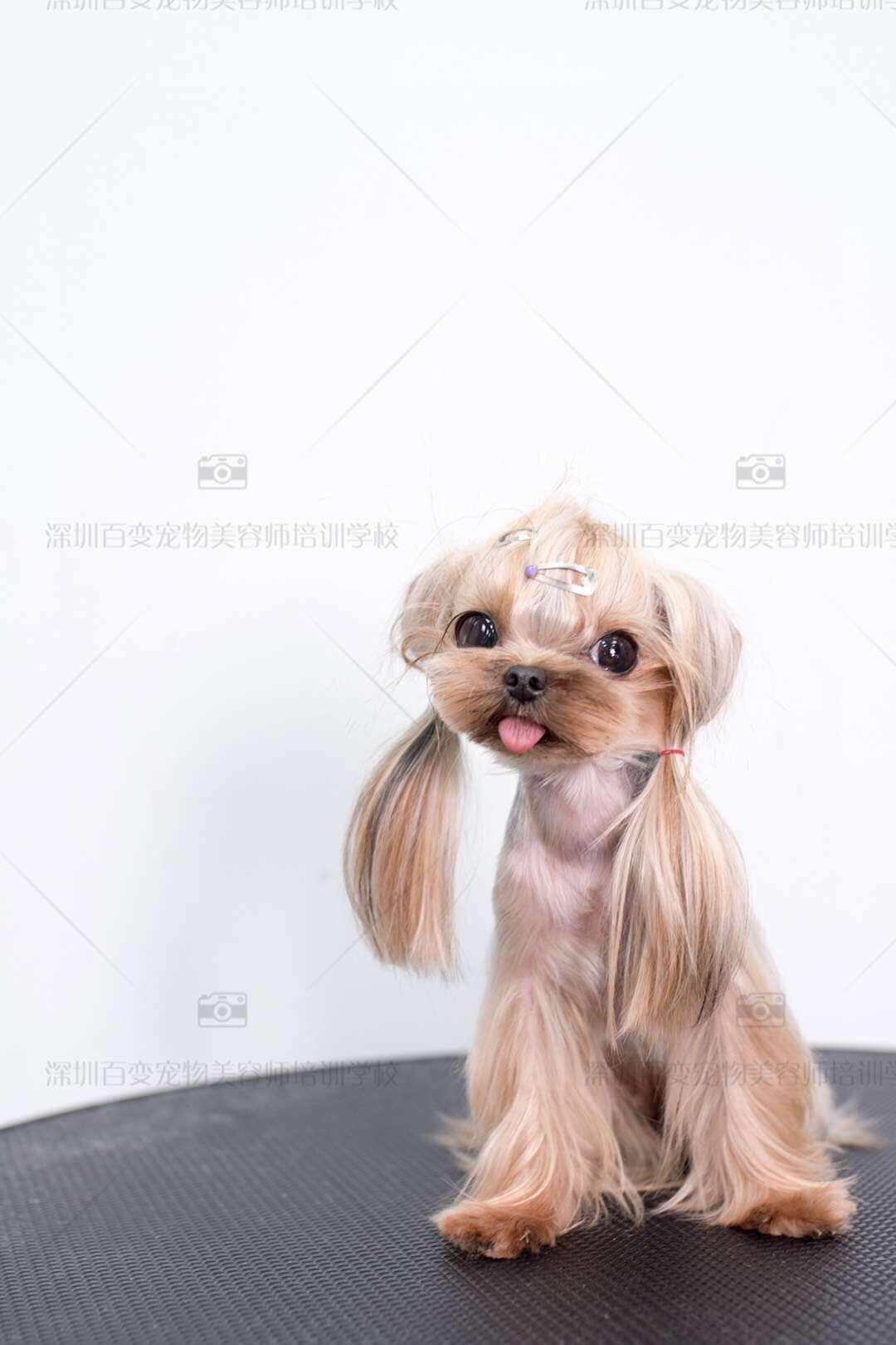 约克夏造型