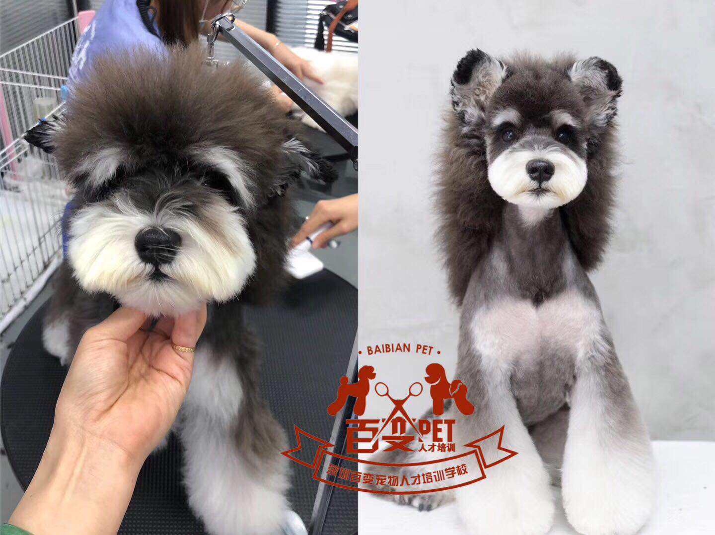 雪纳瑞犬美容作品