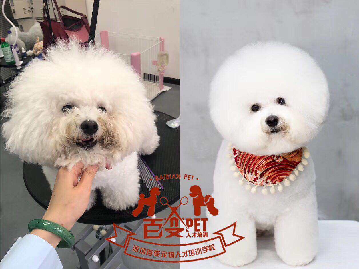 比熊犬美容造型