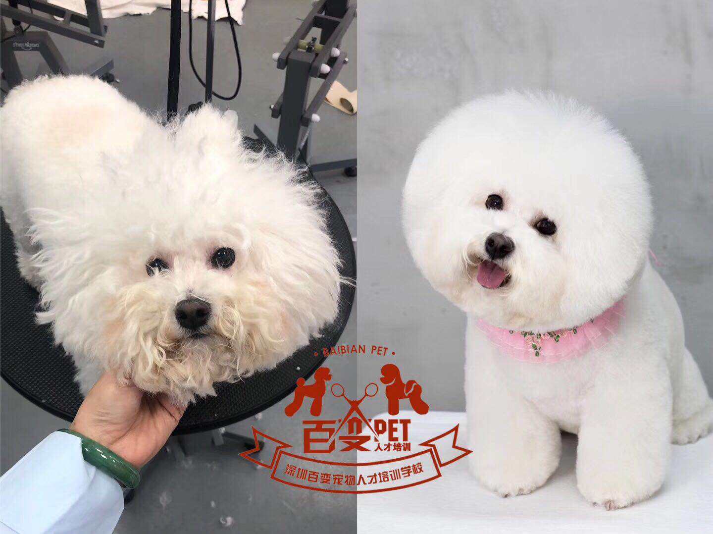 比熊犬美容作品