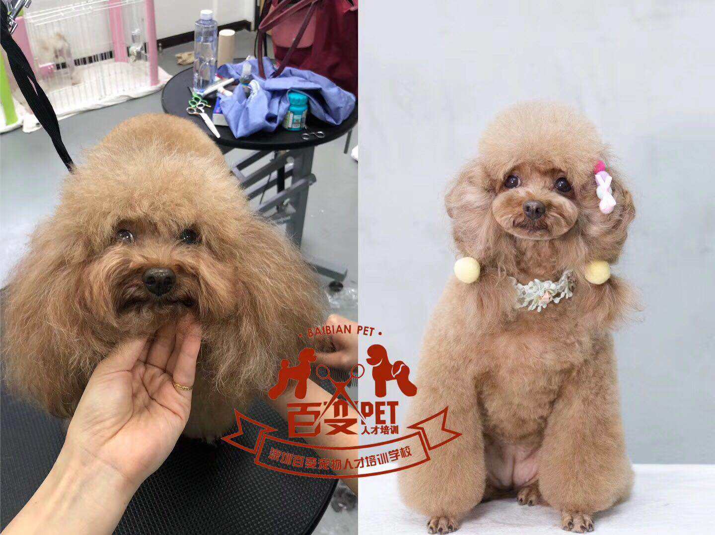 贵宾犬百变造型