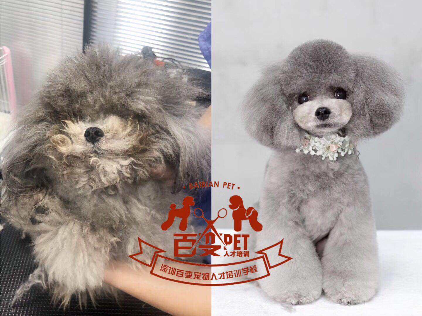 灰色贵宾犬美容作品